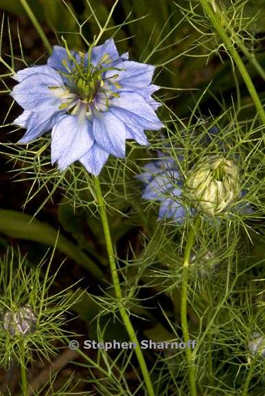 nigella damascena 2 graphic